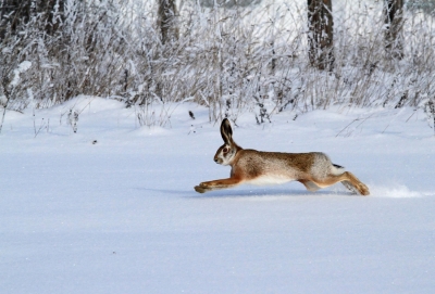 С 4 ноября открывается осенне-зимний сезон охоты на пушных животных