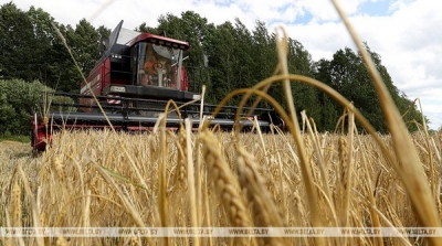 Зерновые и зернобобовые культуры в Беларуси убраны на 9,5% площадей