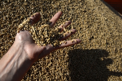 В Чаусском районе за испорченное зерно предприятия АПК взыскали ущерб с виновных