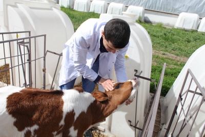 Чаусский райисполком приглашает на постоянную работу ветеринарных врачей в сельскохозяйственные организации
