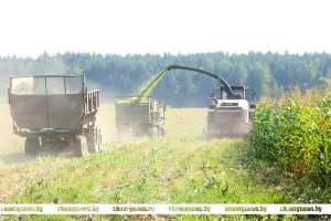 В ОАО &ldquo;Рудея Гранд&rdquo; Чаусского района ведется уборка кукурузы на силос. Как успехи?