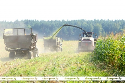 В ОАО &ldquo;Рудея Гранд&rdquo; Чаусского района ведется уборка кукурузы на силос. Как успехи?
