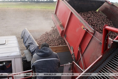 В Беларуси убрали картофель почти с 20% площадей