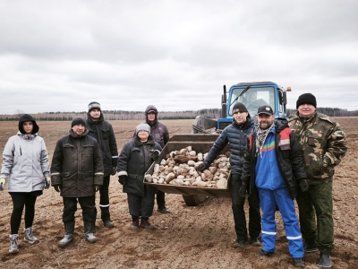 ОАО &laquo;Моготекс&raquo; активно помогает ОАО &laquo;Агросервис&raquo; г.Чаусы на полевых работах