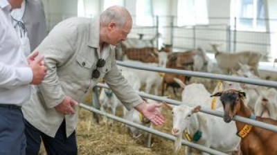 Подобные хозяйства Лукашенко еще не посещал: чем его удивила ферма в Могилеве и где прячутся живые деньги