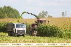 Узнали имена лучших на заготовке кормов в Чаусском районе