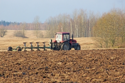 Практически все основные полевые работы в сельском хозяйстве входят в завершающую стадию. В Чаусском районе кукуруза убрана с 95% площадей от запланированных