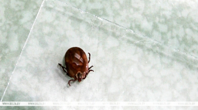 В Беларуси в январе зарегистрированы два случая укуса клещей