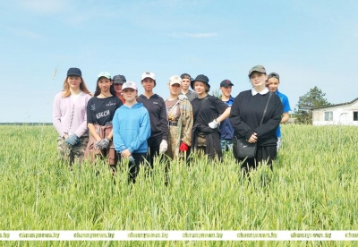 Студенческий отряд “Юность” из Осиновки помогает ОАО «Агросервис» г. Чаусы в видовой прополке зерновых
